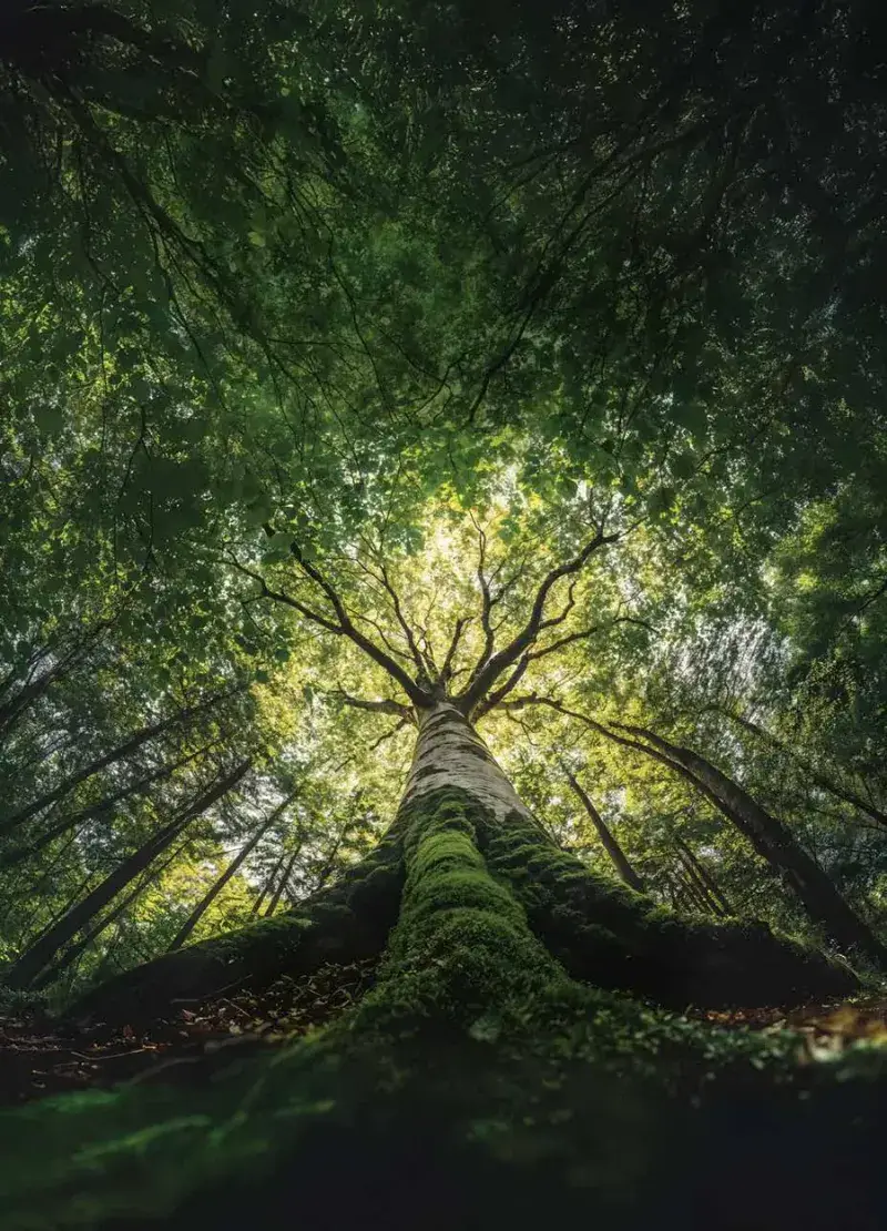Forest canopy inside the estate
